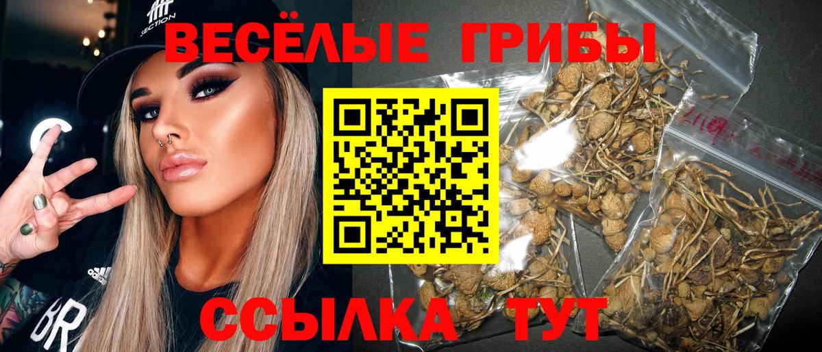 Советск  Псилоцибиновые грибы Psilocybe  Вход с VPN 
